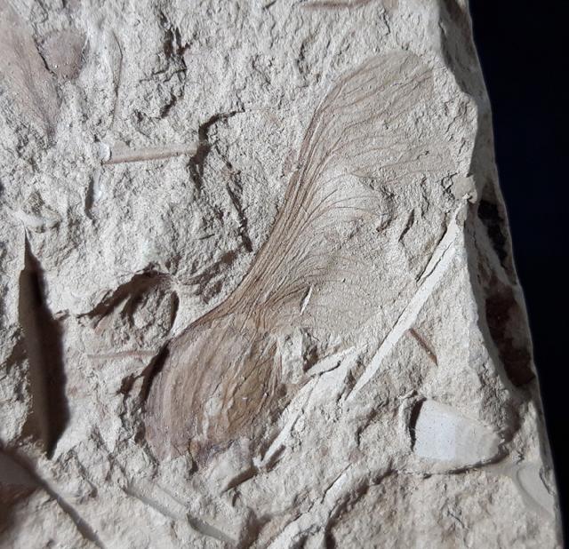 Fruchtkapsel Acer sp. (geflgelter Samen) - Bild © FossNet FossilienStore